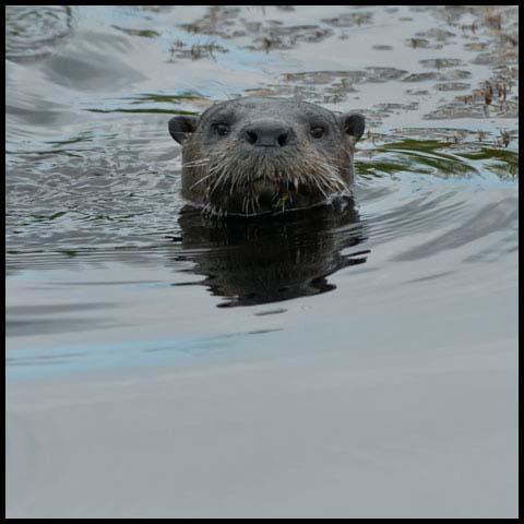 North American River Otter