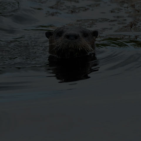 North American River Otter