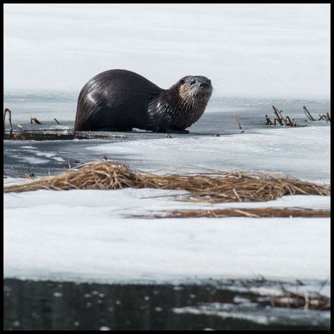 North American River Otter