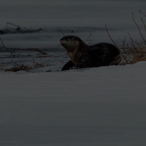 North American River Otter