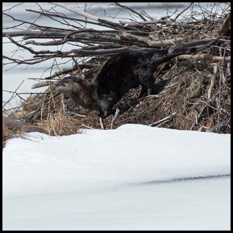 North American River Otter