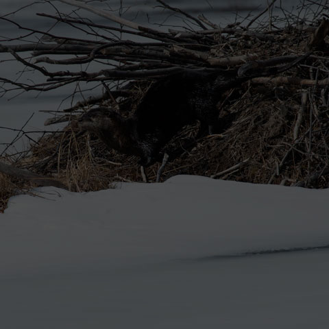 North American River Otter