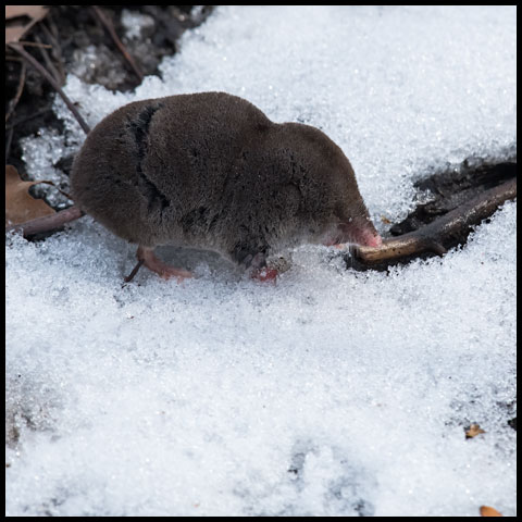 Northern Short-tailed Shrew