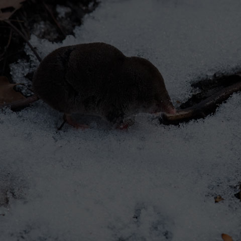 Northern Short-tailed Shrew