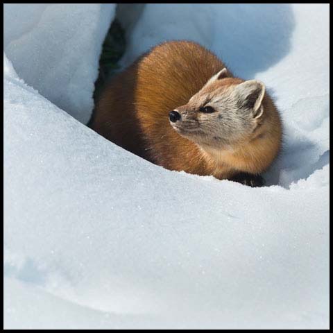 Pine Marten