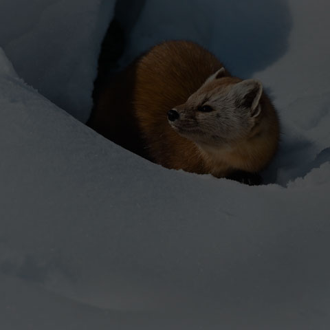 Pine Marten