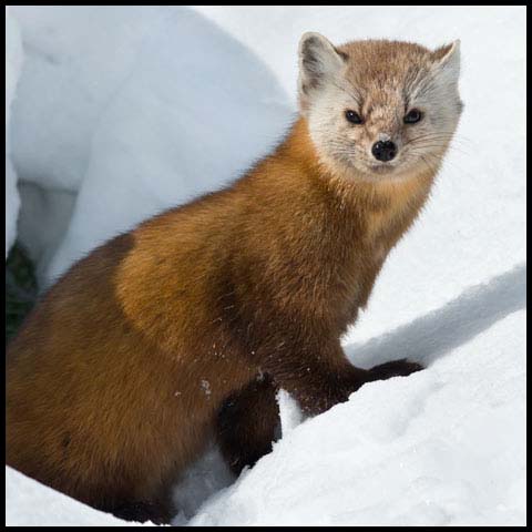 Pine Marten