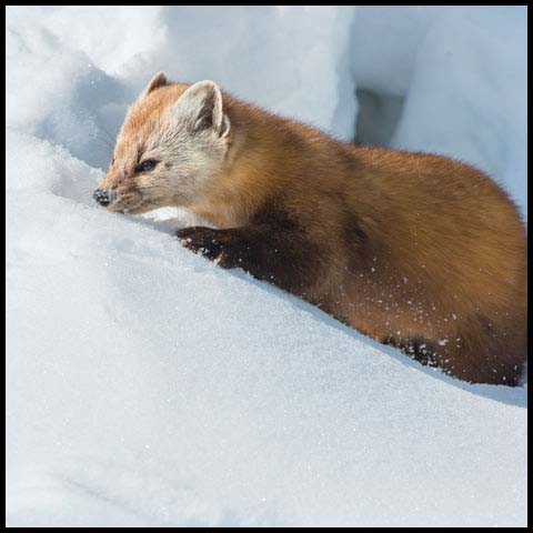 Pine Marten