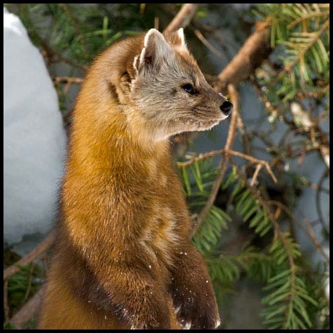 Pine Marten