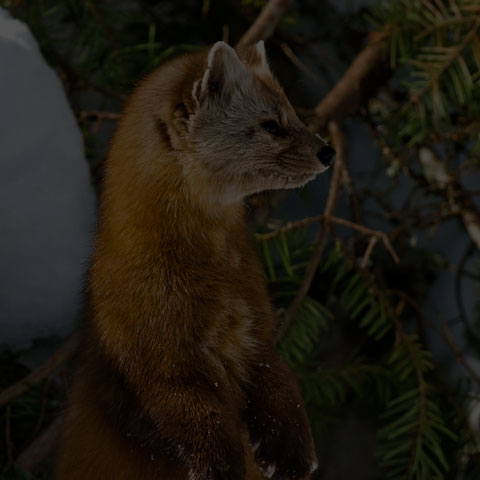 Pine Marten