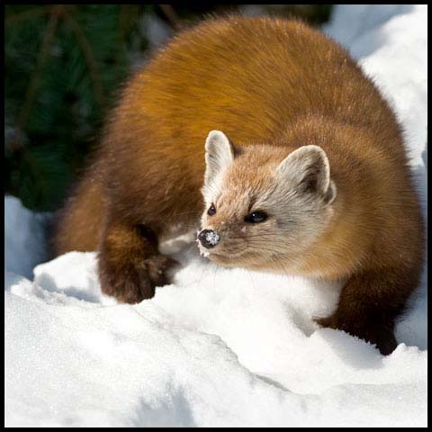 Pine Marten