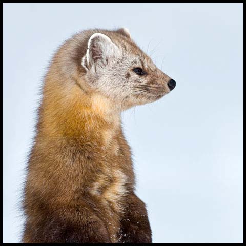 Pine Marten