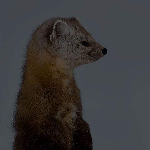 Pine Marten