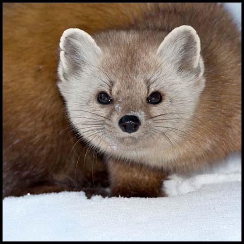 Pine Marten