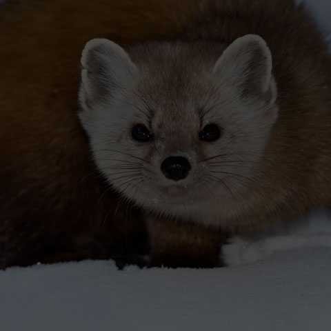 Pine Marten