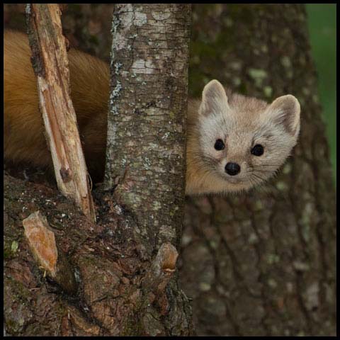 Pine Marten