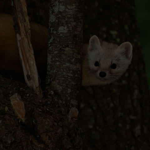 Pine Marten