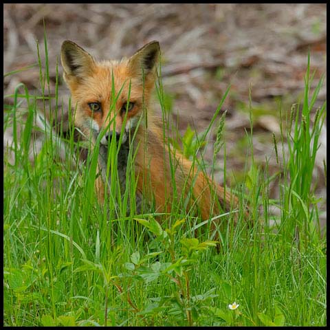 Red Fox