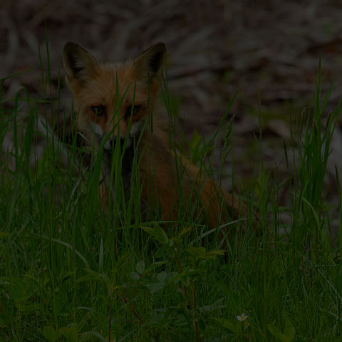 Red Fox