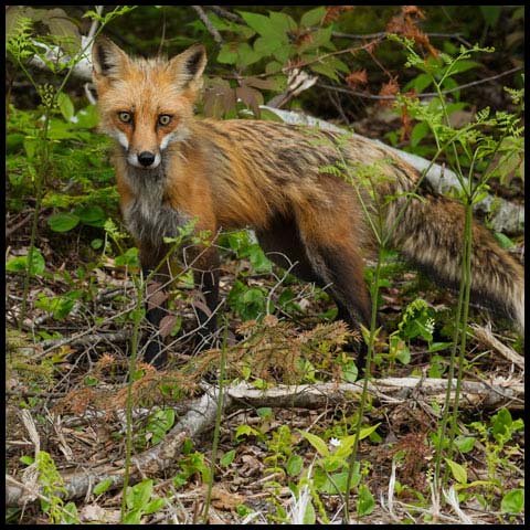 Red Fox