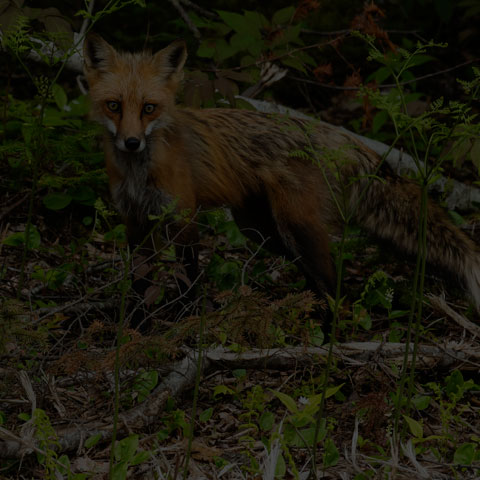 Red Fox