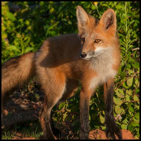 Red Fox