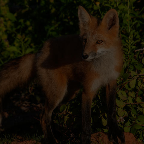 Red Fox