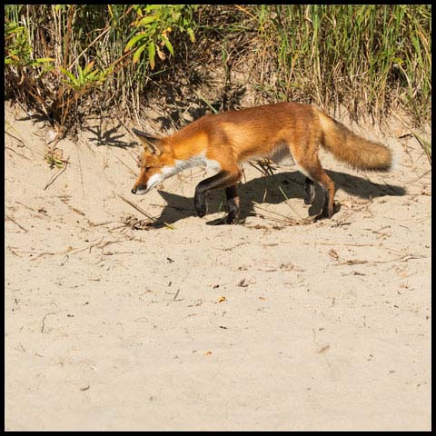 Red Fox