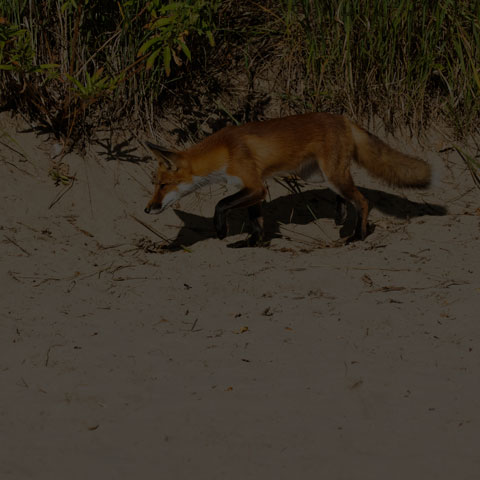 Red Fox