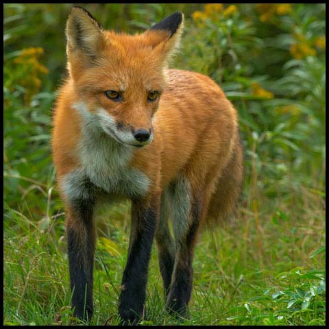 Red Fox