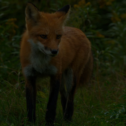 Red Fox