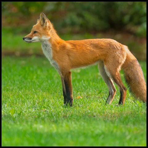 Red Fox