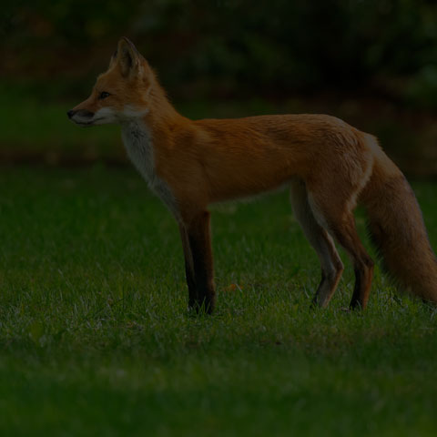 Red Fox