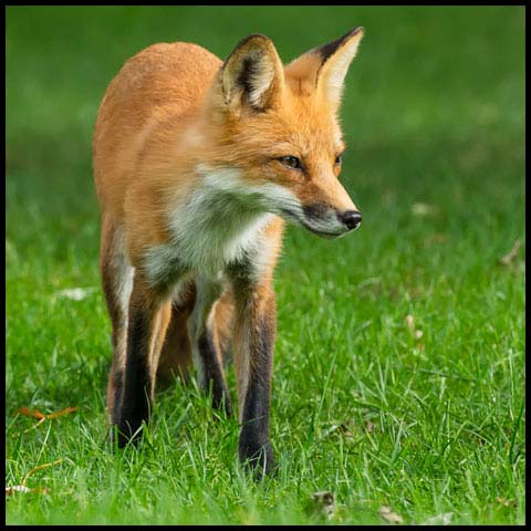 Red Fox