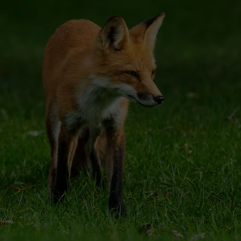 Red Fox