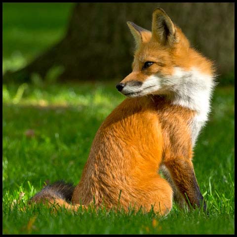 Red Fox