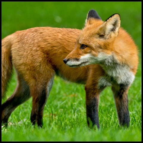 Red Fox