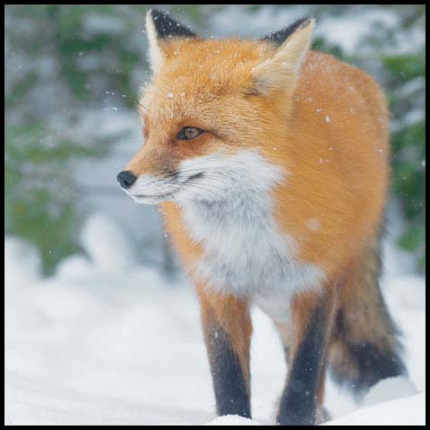 Red Fox