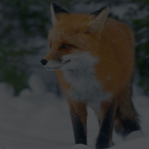 Red Fox