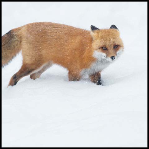 Red Fox