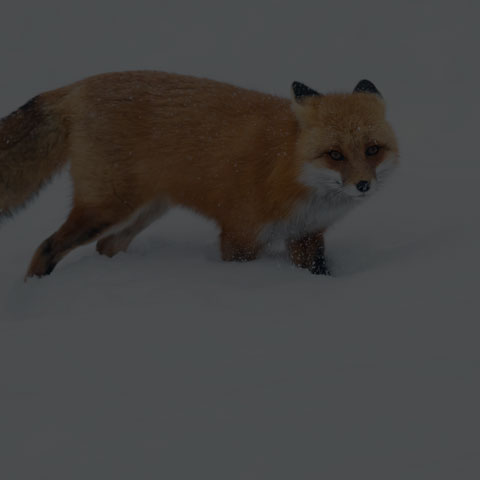 Red Fox