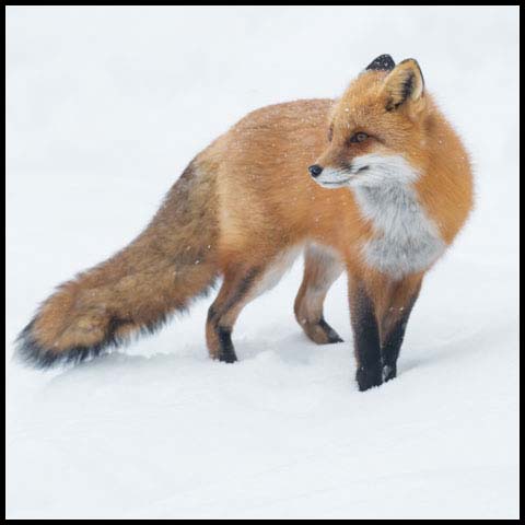 Red Fox