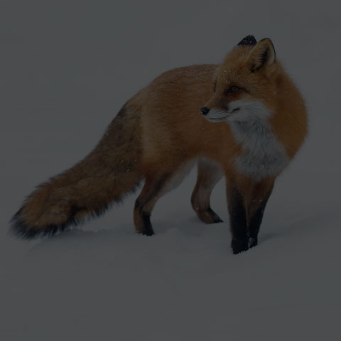 Red Fox