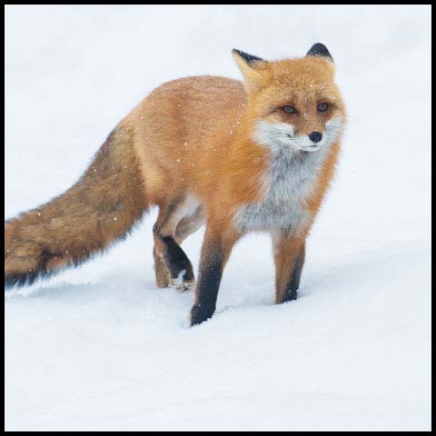 Red Fox