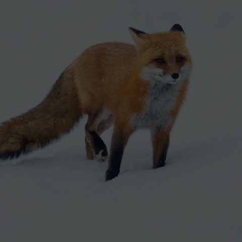 Red Fox