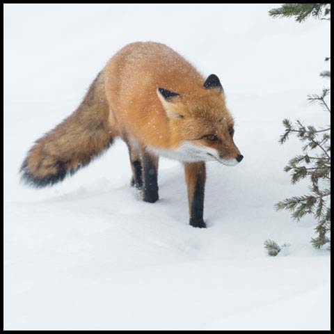 Red Fox