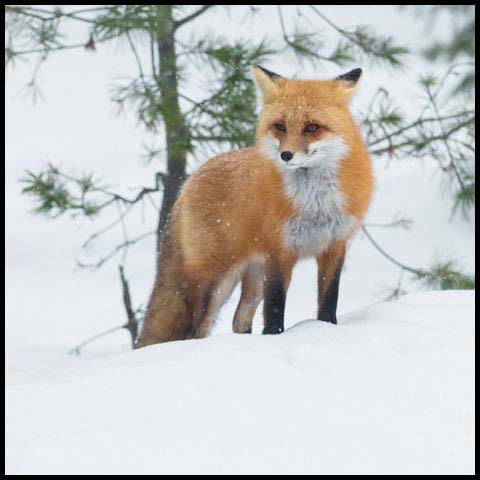 Red Fox