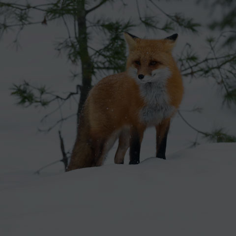 Red Fox