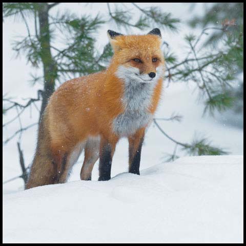 Red Fox