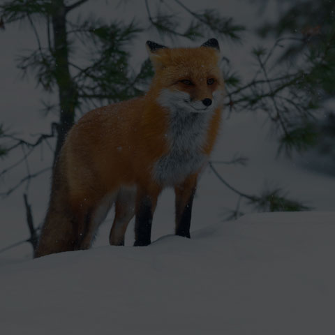 Red Fox